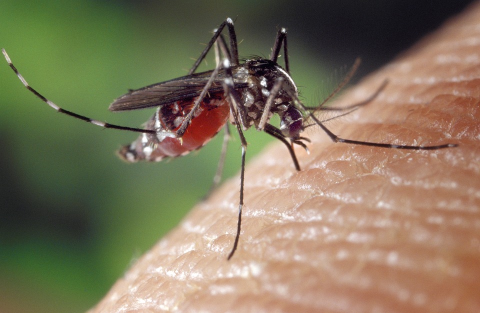 Mosquito Information