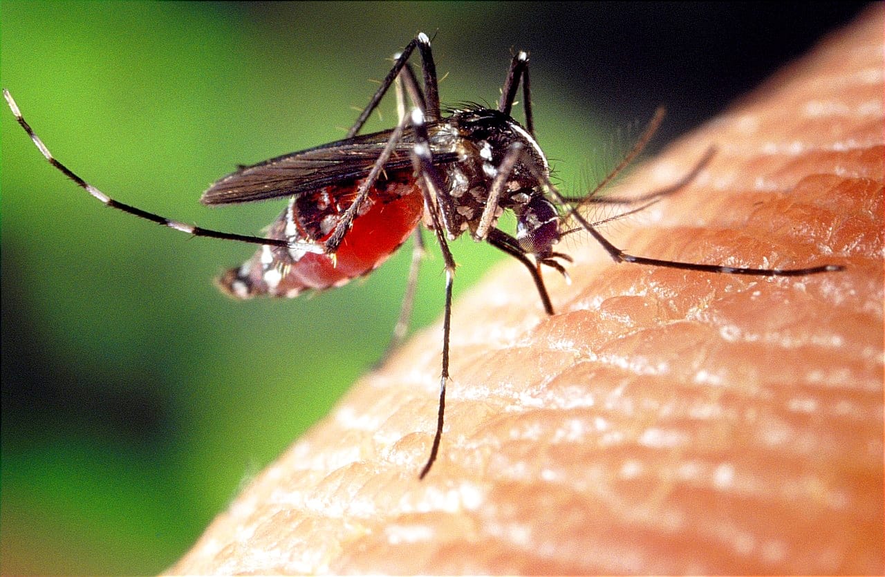 Mosquito Information