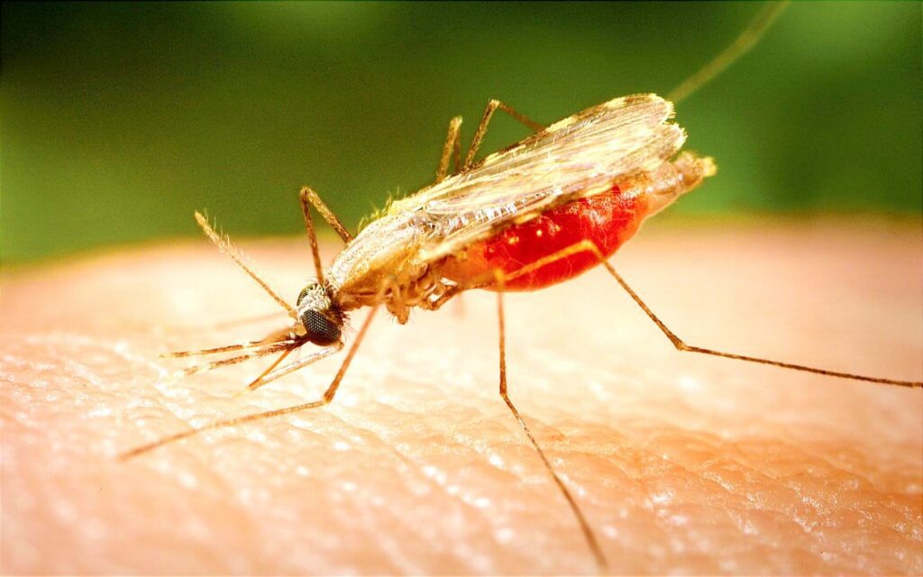 Mosquito Information