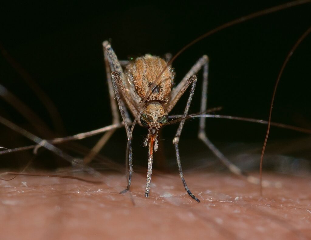 Mosquito Information