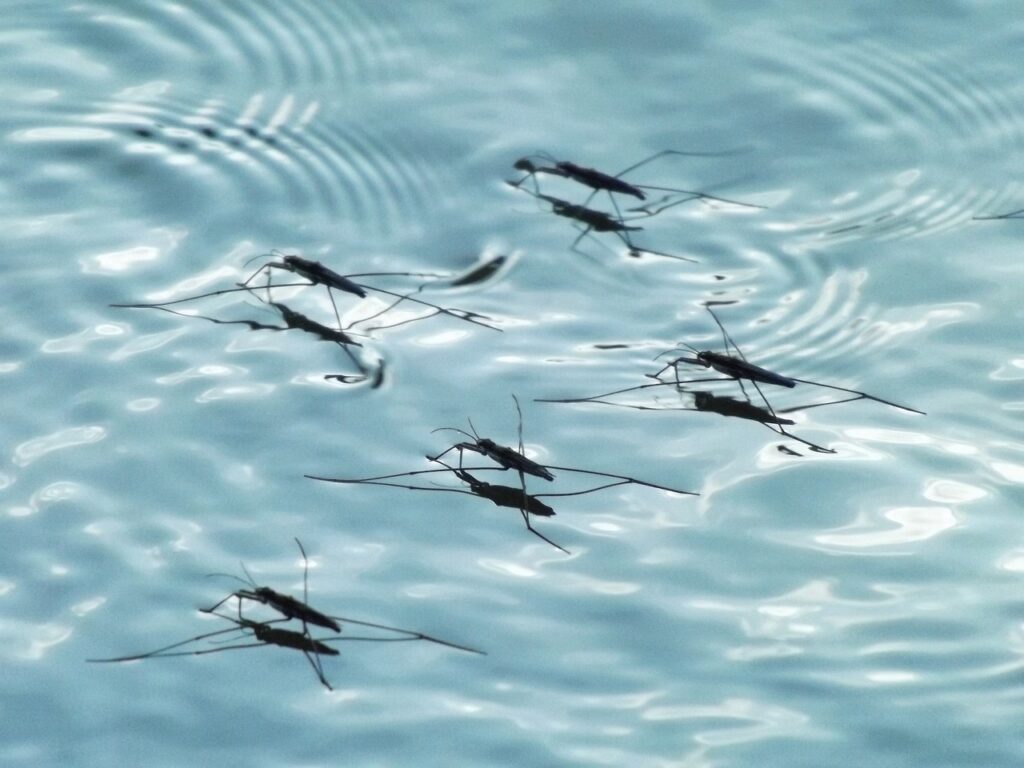 Mosquito Information