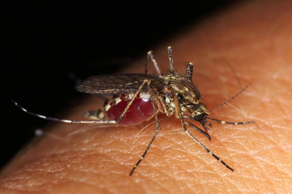 Zika Virus