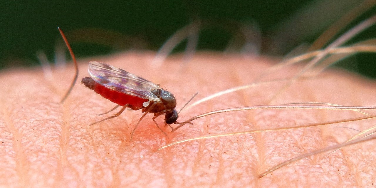 Zika Virus