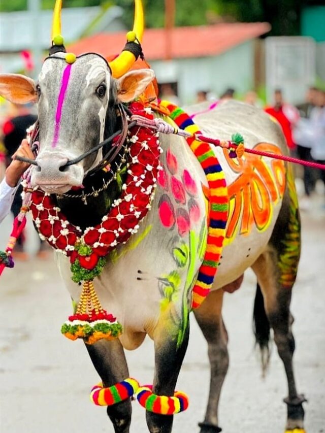 Bail Pola 2024: बैलांप्रती कृतज्ञता व्यक्त करण्याचा दिवस
